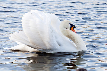 Image showing Swan