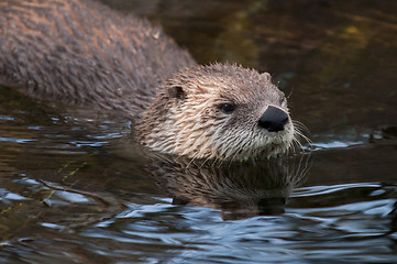 Image showing Otter