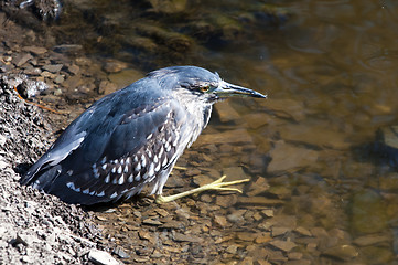 Image showing Heron