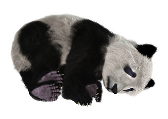 Image showing Panda Bear