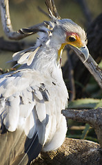 Image showing Secretary Bird Looks Back Feathered Animal Bird Wildlfie