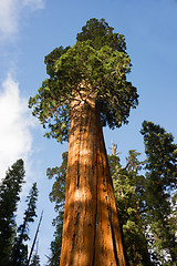 Image showing Giant Ancient Seqouia Tree California National Park Redwoods