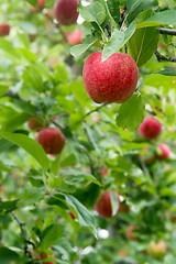 Image showing Vertical composition industrial apple orchard fruit trees