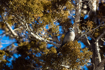 Image showing Scrub Jay Blue Bird Great Basin Region Animal Wildlife