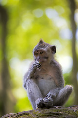 Image showing Long-tailed Macaque Monkey