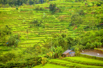 Image showing Rice Terrace