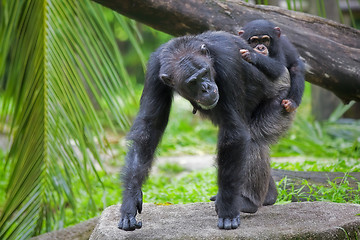 Image showing Common Chimpanzee