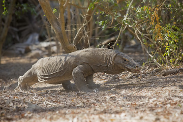 Image showing Komodo Dragon