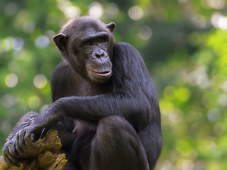 Image showing Common Chimpanzee