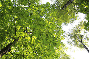 Image showing Green summer trees on sky background