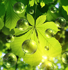 Image showing Chestnut leaf with abstract transparent bubbles