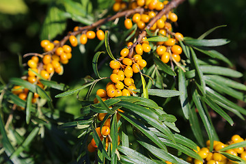 Image showing Branch of sea buckthorn berries