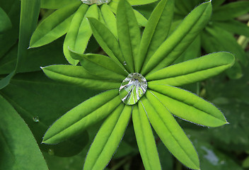 Image showing Bright green leaf with transparent water drop