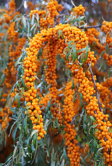 Image showing Branch of sea buckthorn berries