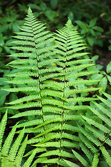 Image showing Branch of fern