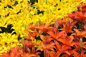 Image showing Natural background with colorful lilies