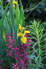 Image showing Natural background with plants and flowers