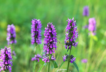 Image showing Beautiful lilac wildflowers 