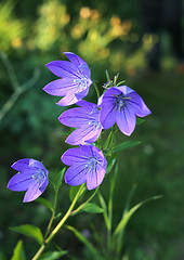 Image showing Balloon flowers (Platycodon grandiflorus) 