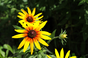 Image showing Bright yellow Rudbeckia flowers 