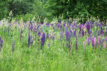 Image showing Wild lupines