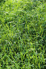 Image showing Closeup of summer grass and sunlight