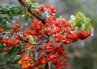 Image showing Branch with bright berries after freezing rain