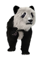 Image showing Panda Bear