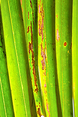 Image showing    abstract  thailand in the light  leaf and his red