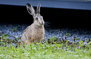 Image showing brown hare