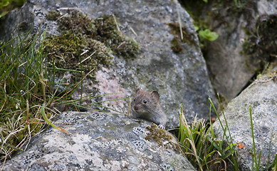 Image showing mouse looking out