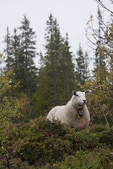 Image showing sheep in forest