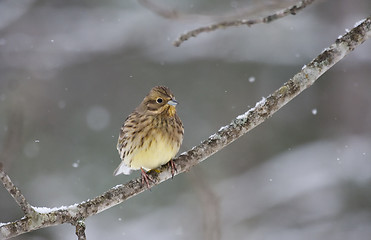 Image showing yellowhammer