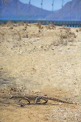 Image showing Komodo Dragon