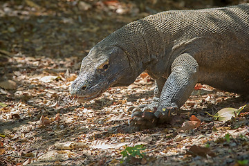 Image showing Komodo Dragon