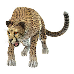 Image showing Cheetah