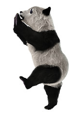 Image showing Panda Bear