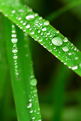 Image showing Raindrops on grass