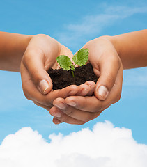 Image showing woman hands holding plant in soil