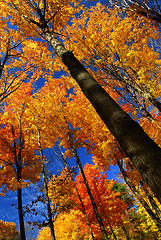 Image showing Fall maple trees