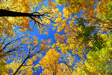 Image showing Fall maple trees