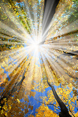 Image showing Sunrays in the forest