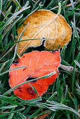 Image showing Frosty leaves