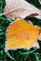 Image showing Frosty leaves