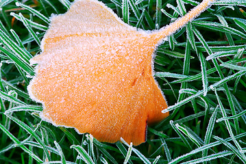 Image showing Frosty leaf