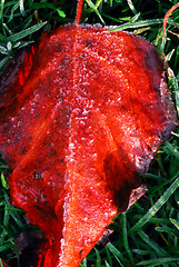 Image showing Frosty leaf