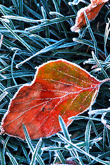 Image showing Frosty leaf