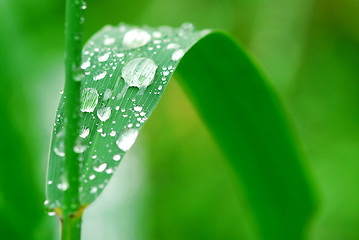 Image showing Raindrops on grass