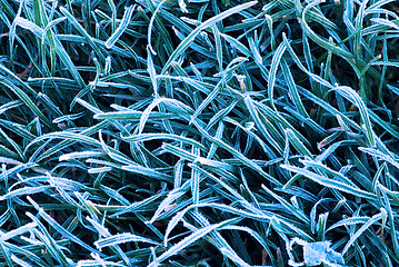 Image showing Frosty grass