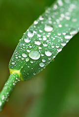 Image showing Raindrops on grass